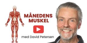 Illustration til Månedens muskel på video